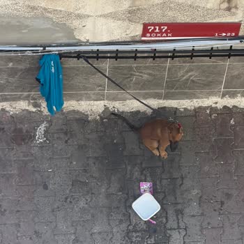 Mahallenin Huzurunu Bozan Sürekli Havlayan Sokak Hayvanı