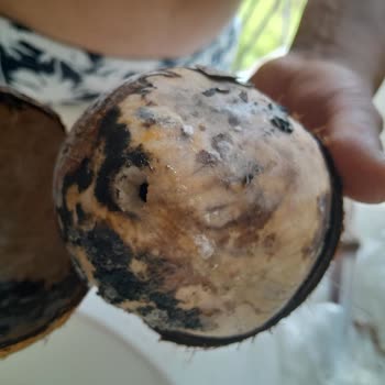Migros’ta Aldığım Hindistan Cevizi Küflü Ve Tüketilemez