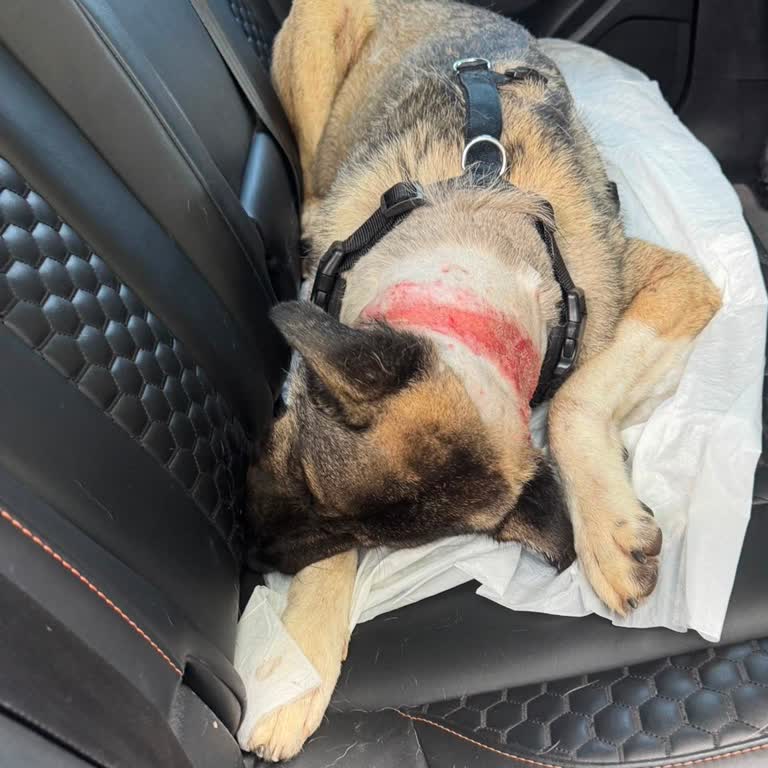 Adana Köpek Eğitim Merkezi Köpeklerin Can Güvenliğinin Sağlanmaması