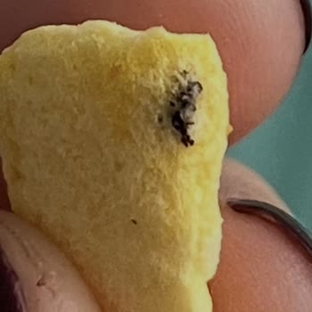 Dondurulmuş Mango Ürününde Yabancı Madde Ve Böcek Tespiti