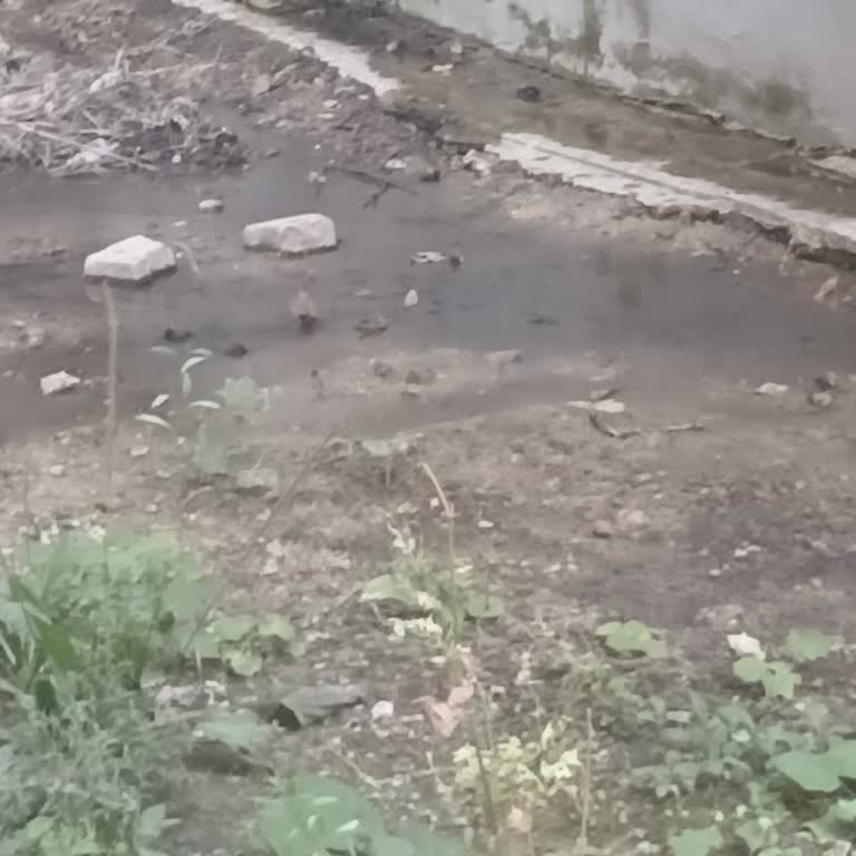 Arka Binadan Kanalizasyon Sızıntısı Bahçeye Akıyor, Çözüm Bekliyor