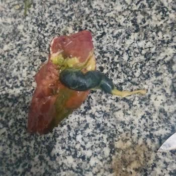 Erpiliç Piliç Ürünlerinde Kararma Ve Safra Patlaması Şikayeti