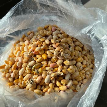 Küflenmiş Ve Kötü Kokulu Barbunya İçin İade Ve Fatura Talebi