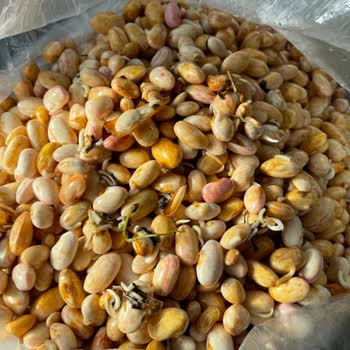 Küflenmiş Ve Kötü Kokulu Barbunya İçin İade Ve Fatura Talebi