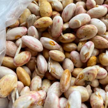 Küflenmiş Ve Kötü Kokulu Barbunya İçin İade Ve Fatura Talebi
