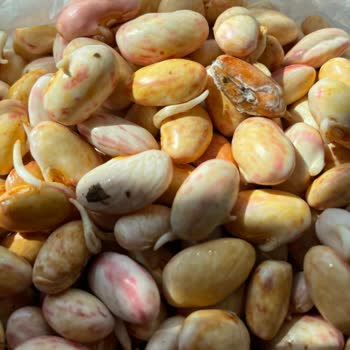 Küflenmiş Ve Kötü Kokulu Barbunya İçin İade Ve Fatura Talebi