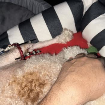 Rönesans Veterinerlik’te Gereksiz Ameliyatlar Ve Sorumluluk Almama Nedeniyle Ampute Tehdidi