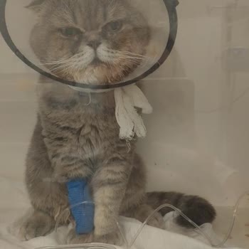 Yoğun Bakım İddiası Altında Hijyenik Olmayan Ve İhmalci Veteriner Kliniği