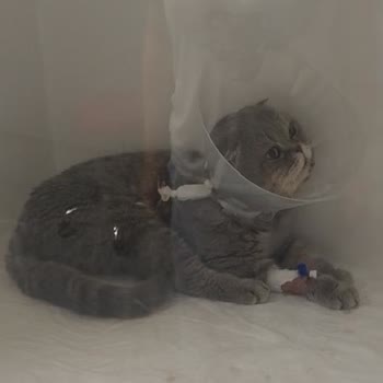 Yoğun Bakım İddiası Altında Hijyenik Olmayan Ve İhmalci Veteriner Kliniği