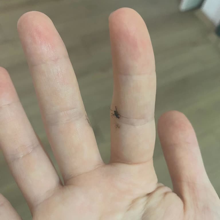 Yenimahalle’de Artan Sivrisinek Sorunu Ve İlaçlama Eksikliği
