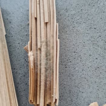 Xushi Gıda Küflü Erişteler