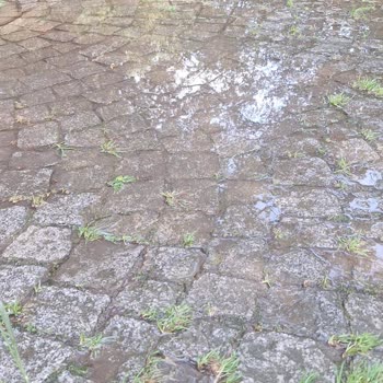 Belgrad Ormanı Personelinin Su İsrafı Ve Kaba Davranışı