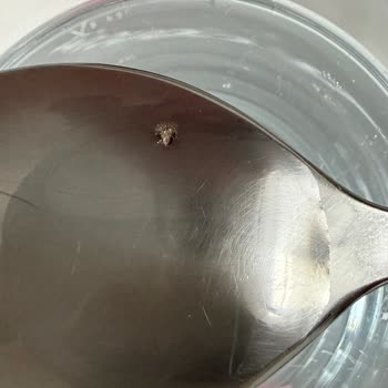 Taşkesti Cam Şişede Böcek Benzeri Yabancı Madde Hijyen Endişesi