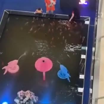 Baby Fish Balık Besleme Alanı Şikayeti