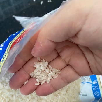 Açılmamış Pirinç Paketinde Beyaz Kurtlar