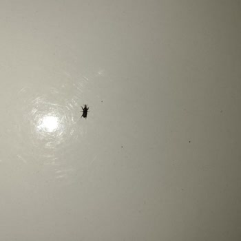 Halktan Kuruyemiş Pirincin İçinden Boynuzlu Bir Böcek Çıktı