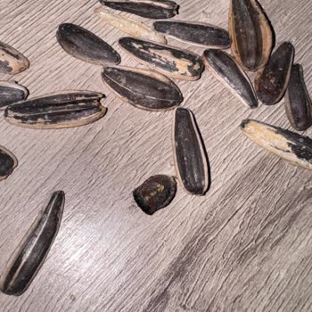 BİM Şubesinde Tuzlu Kavrulmuş Dakota Çekirdeği Paketi İçinden Böcek Çıktı