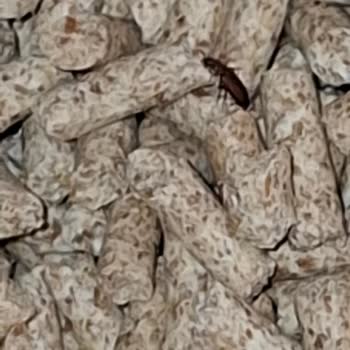 Kedi Kumu Peleti İçinde Canlı Böcek Tespit Edildi, Hijyen Ve Güvenlik Şikayeti