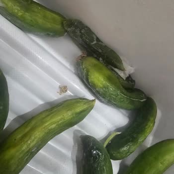Profilo Buzdolabında Sebzelik Nemlenmesi Ve Gürültü Sorunu
