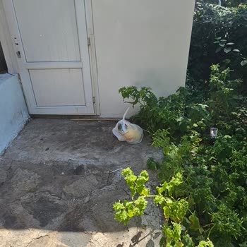 Greenport Otelinde Hijyen Ve Yiyecek Eksikliği, Yanlış Yönlendirme Ve Ek Ücret Talebi