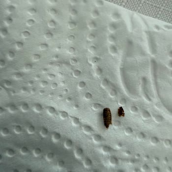 Paketli Simitte Böcek Tespiti Üretim Ve Hijyen Sorgusu