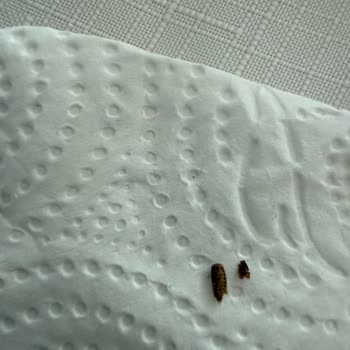 Paketli Simitte Böcek Tespiti Üretim Ve Hijyen Sorgusu