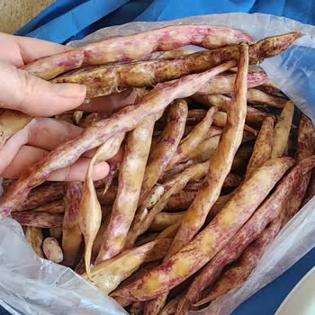 Tarladan Mutfağa Siparişte Gönderilen Ürünler Bozuk Çıktı