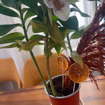 Hastalıklı Çiçek Gönderildi, Müşteri Hizmetlerinden Yanıt Gelmedi