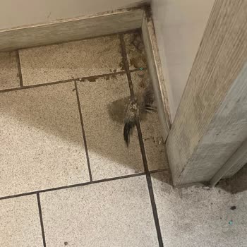 Soyunma Odalarının Hijyenik Olmaması Ve Çalışanların İlgisiz Tutumu