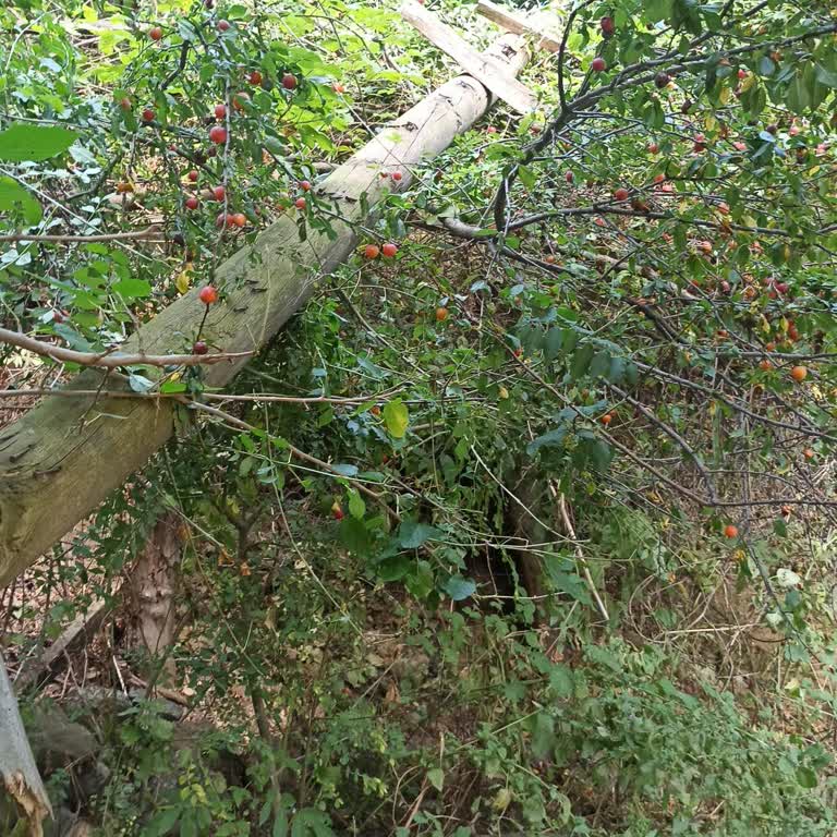 İletim Hattı Kopukluğundan Bir Aydır Elektriksiz Kalma Ve Arıza Kayıtlarının Haksız Kapatılması