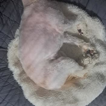 Bıdık Pet School & Hotel Ne Düzgün Bir Bakım Ne De Vaat Edilen Eğitim Verildi