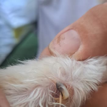 Bıdık Pet School & Hotel Ne Düzgün Bir Bakım Ne De Vaat Edilen Eğitim Verildi
