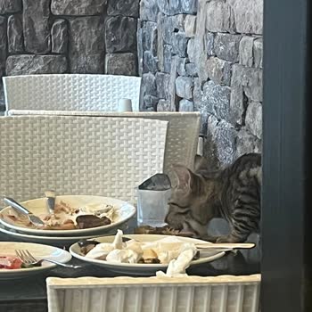 Hijyen Sorunları Ve Asansör Arızası Nedeniyle Ek Yatak Ücretinin İadesi Talebi