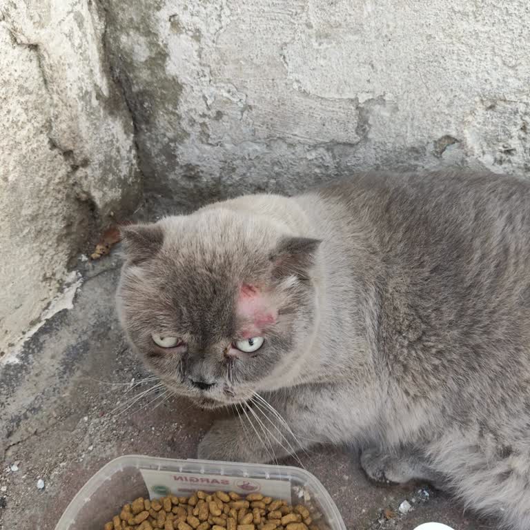 Yaralı Kedi İhbarına İki Saatlik Geri Dönüşsüzlük Ve Müdahale Eksikliği