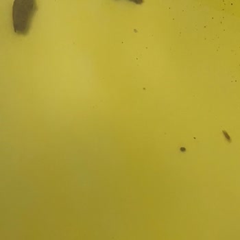 Çocuk Havuzunda Tekrarlayan Hijyen İhlali