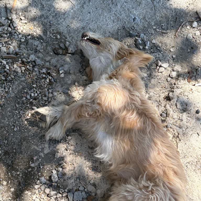 Tuşba Belediyesi Çip İşlemi Sonrası Köpeğimin Ölümü
