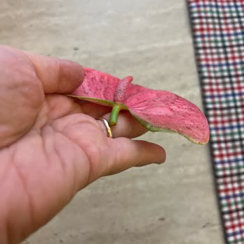 Hasarlı Çiçek Teslimatı Ve Kırık Saksı Nedeniyle Yeniden Gönderim Talebi