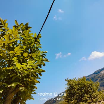 Kapalı Elektrik Hattının Meyve Veren Ceviz Ağacına Ve Fındıklığa Zarar Riski