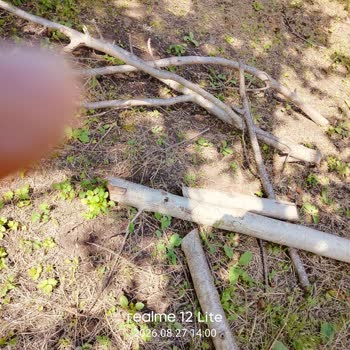 Kapalı Elektrik Hattının Meyve Veren Ceviz Ağacına Ve Fındıklığa Zarar Riski