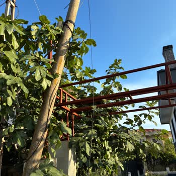 Şile'de 1 Hafta Süren Fiber İnternet Kesintisi Ve Gelir Kaybına Neden Olan Müşteri Hizmetleri İhmali
