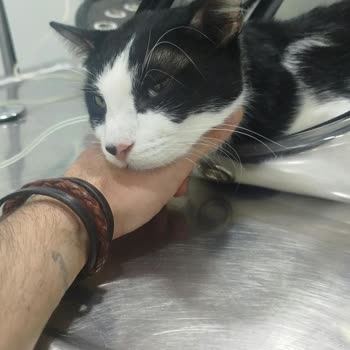 İstanbul Veteriner Hekimler Odası Veteriner Hataları ve İhmali Nedeniyle Kedimin Ölümü