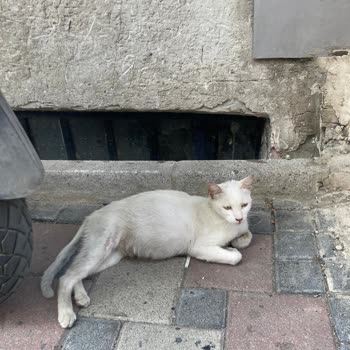 Esenler Belediyesi Hamile Kedinin Doğum İçin Kedi Evi Talebini Reddetti