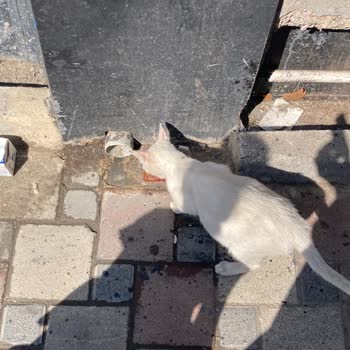 Esenler Belediyesi Hamile Kedinin Doğum İçin Kedi Evi Talebini Reddetti