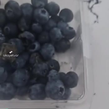 Yunus Market Küflü Yaban Mersini