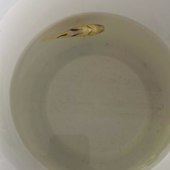 Oksijen Eksikliği Nedeniyle Canlı Balıkların Ölü Gelmesi Ve Tam İade Talebi