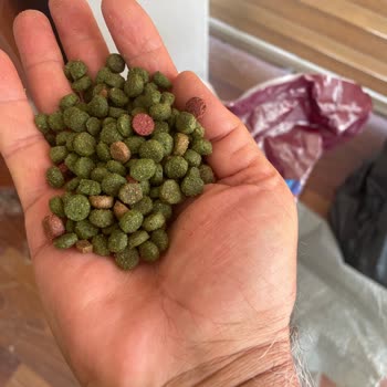 Yeşil Renkli Ve Ekşi Kokulu Kedi Maması Ürün Değişimi Ve İade Talebi