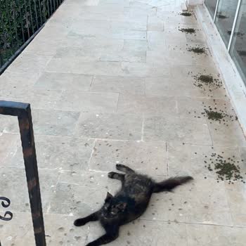 Yeşil Renkli Ve Ekşi Kokulu Kedi Maması Ürün Değişimi Ve İade Talebi