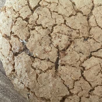 Halktan Kuruyemiş Mağazasındaki Acıbadem Kurabiyesinde Kurtlar Bulunması