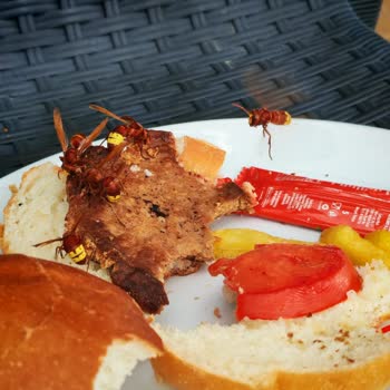 Arıların Yiyecekleri Kaplaması Ve Sağlık Riski Nedeniyle Otel İptali Ve İade Talebi