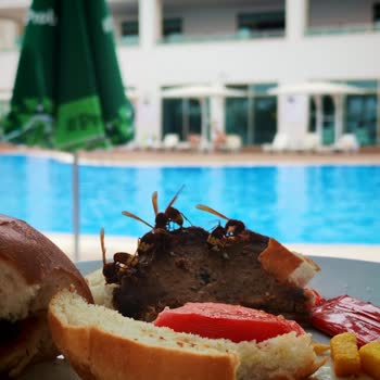 Arıların Yiyecekleri Kaplaması Ve Sağlık Riski Nedeniyle Otel İptali Ve İade Talebi